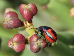 Calidea dregii