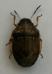 Neottiglossa pusilla