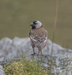 Leucosticte tephrocotis