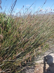 Elegia tectorum