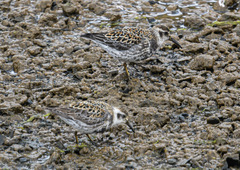 Calidris ptilocnemis
