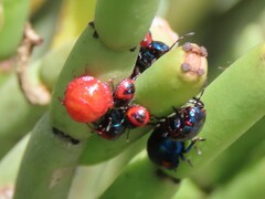 Calidea dregii