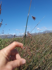 Elegia tectorum