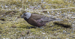 Leucosticte tephrocotis