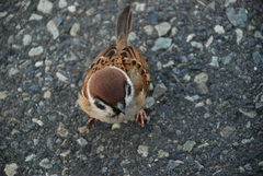Passer montanus