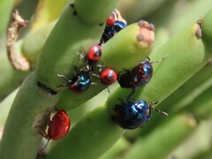 Calidea dregii