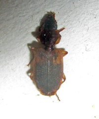 Cymindoidea