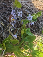 Solanum africanum