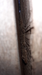 Tarentola mauritanica