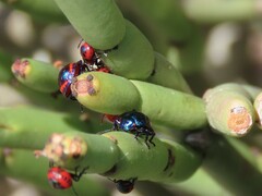 Calidea dregii