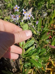 Solanum africanum