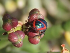 Calidea dregii