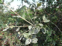 Quercus ilex
