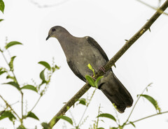 Patagioenas plumbea