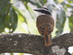 Pitangus sulphuratus