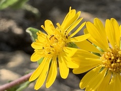 Heterotheca subaxillaris