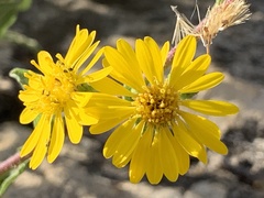Heterotheca subaxillaris