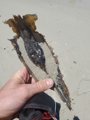 Callorhinchus capensis