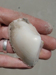 Scissodesma spengleri