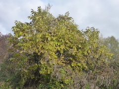 Juglans regia