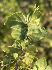 Jasminum streptopus