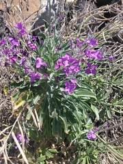 Matthiola incana