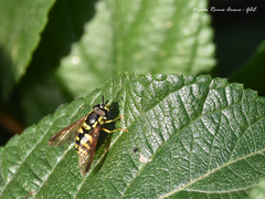 Chrysotoxum cautum