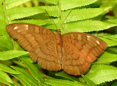Tanaecia julii