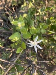 Jasminum streptopus