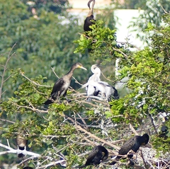 Phalacrocorax fuscicollis