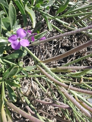 Matthiola incana