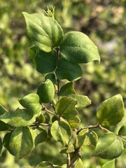 Jasminum streptopus