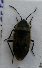 Graptopeltus lynceus
