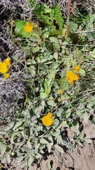 Calceolaria