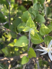 Jasminum streptopus