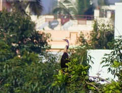 Anhinga melanogaster