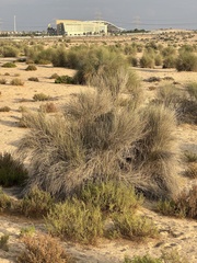 Leptadenia pyrotechnica