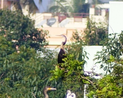 Anhinga melanogaster