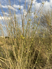 Leptadenia pyrotechnica