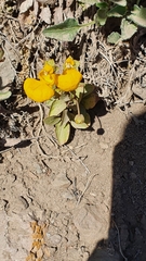 Calceolaria