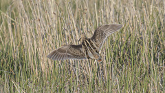 Gallinago gallinago