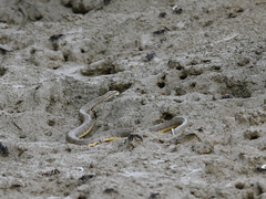 Cerberus schneiderii