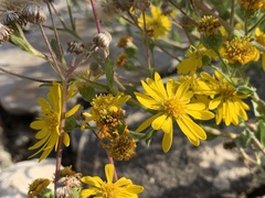 Heterotheca subaxillaris