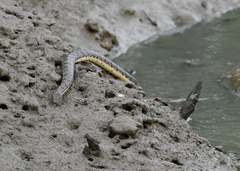 Cerberus schneiderii