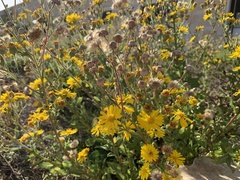 Heterotheca subaxillaris