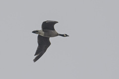 Branta hutchinsii leucopareia