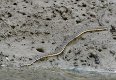 Cerberus schneiderii