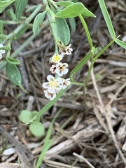 Polygonum equisetiforme