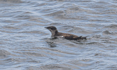 Brachyramphus marmoratus