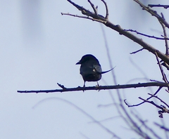 Dicrurus macrocercus